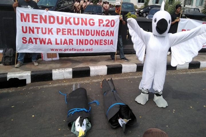 Warga Pelihara Kakatua Diingatkan soal Hukuman 5 Tahun Penjara