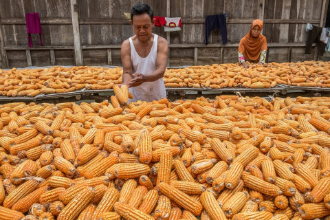 Ilustrasi: Petani jagung. Foto: Antara/Aji Styawan