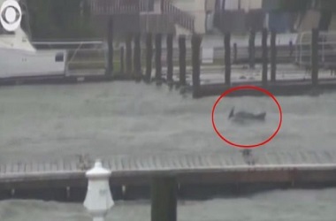 Lumba-Lumba Muncul di Tengah Banjir Imbas Badai Florence