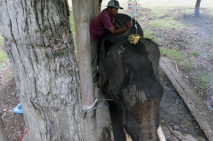 Gajah Jinak Ini Alami Gangguan Pencernaan