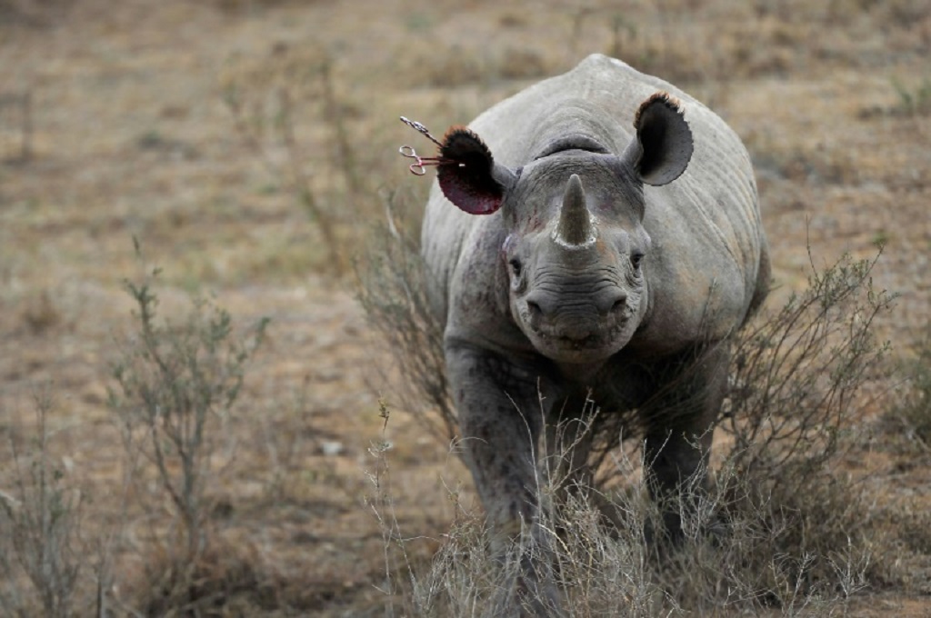 Banyak Hewan  Mati di Area Konservasi Pariwisata Afrika  