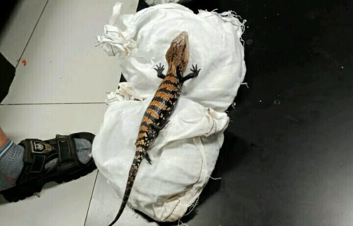 WN Jepang Ditangkap karena Diduga Hendak Selundupkan Reptil