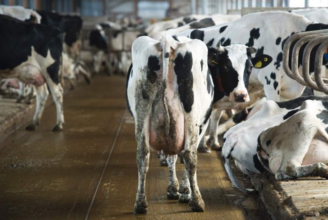 Produksi Susu Segar Nasional Masih Rendah