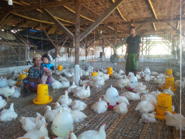 Bibit Ayam di Sumenep Mahal, Tapi Ayam Murah Dijual
