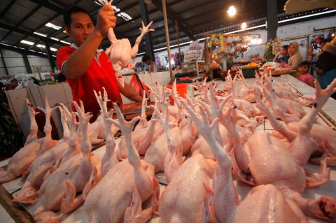 Pengusaha Telur Ayam Minta Disediakan Stok Jagung