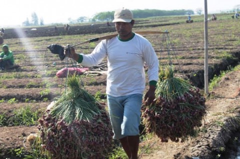 Menteri Pertanian Dinilai Belum Serius Urusi Ekspor Bawang Lokal