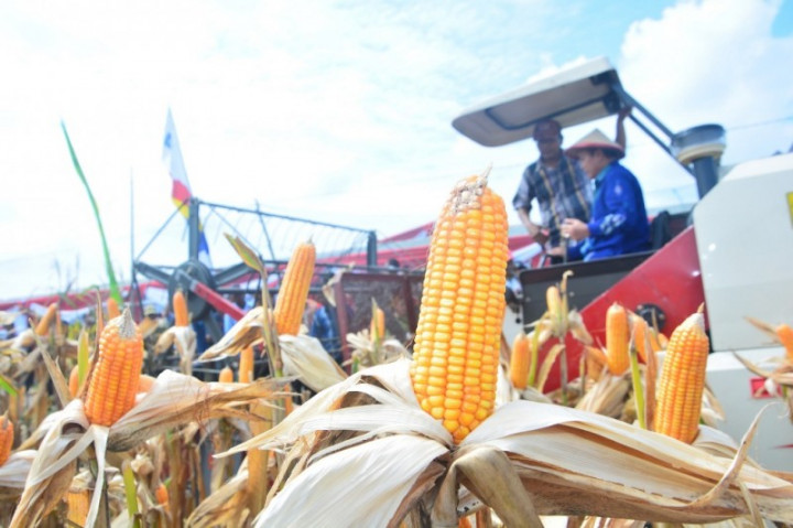 Legislator Pertanyakan Surplus Jagung