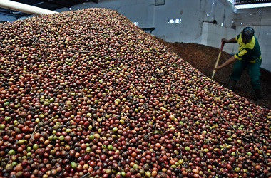 Kopi Indonesia Coba Penetrasi Pasar Jerman via Coteca