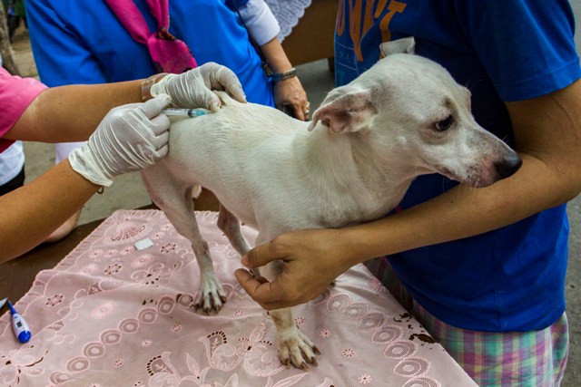 Anjing Peliharaan akan Dipasangi Microchip