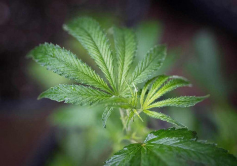 Inggris Legalkan Ganja untuk Pengobatan