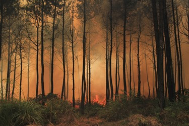 Kebakaran Hutan Gunung Ciremai Hanguskan 1.310 Hektare