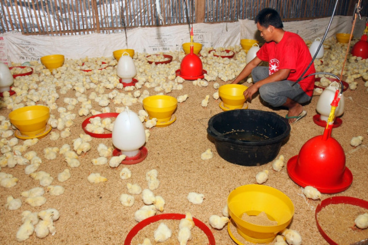 Pemerintah Bantu Peternak Ayam via Perkuat Stok Jagung
