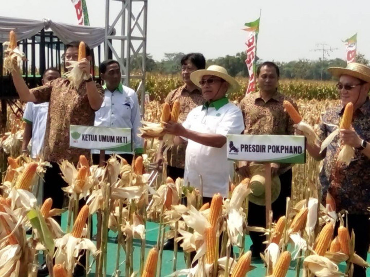HKTI Panen Jagung Hibrida di Kediri