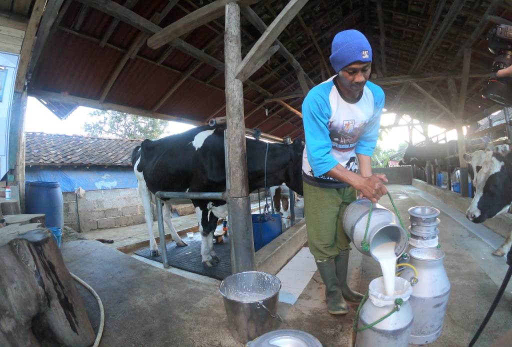 Aplikasi Milk Collection Point Mobile (MCPB) memudahkan para peternak mengetahui jumlah dan pendapatan yang mereka peroleh (Foto:Dok.Kemenkop UKM)