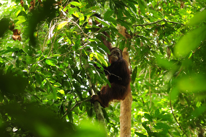 Dua Orangutan Dilepasliarkan ke Hutan Lindung Kaltim