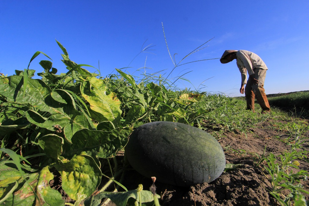 Permudah Petani, BLK Lembang Ciptakan Aplikasi Smart Farming