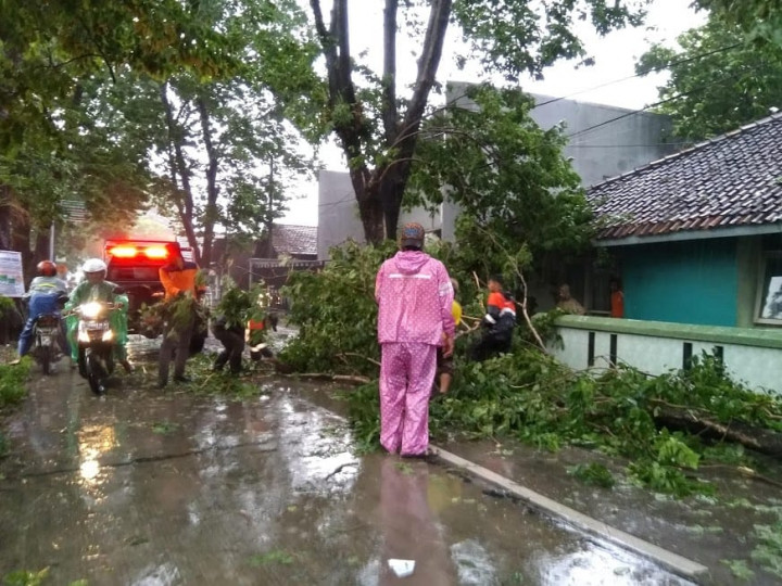 Tujuh Pohon Tumbang di Kudus Melukai Warga