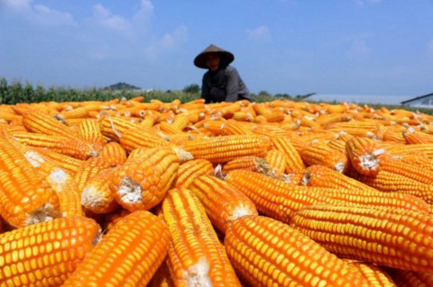Alasan Pemerintah Beri Pinjaman Jagung Pakan