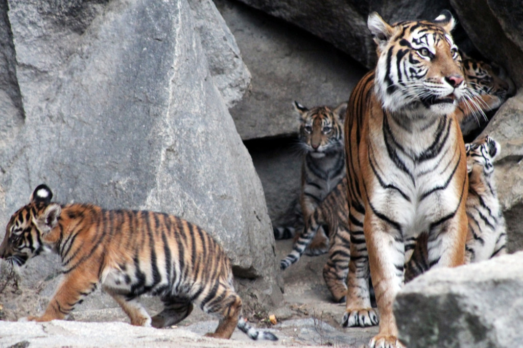 Diplomasi Harimau  Sumatera Pererat Hubungan RI Jerman 