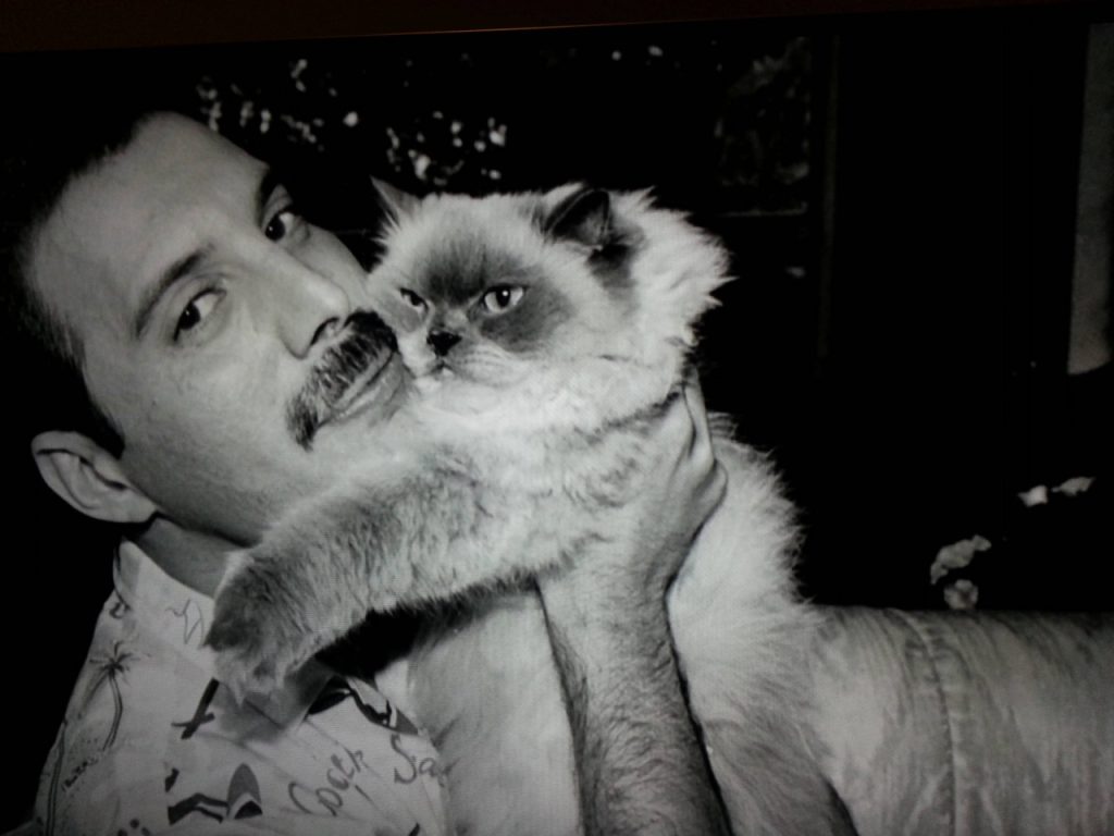 Freddie Mercury bersama kucingnya (Foto: via johnnytimes)