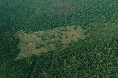 Deforestasi Brasil Terburuk dalam Satu Dekade