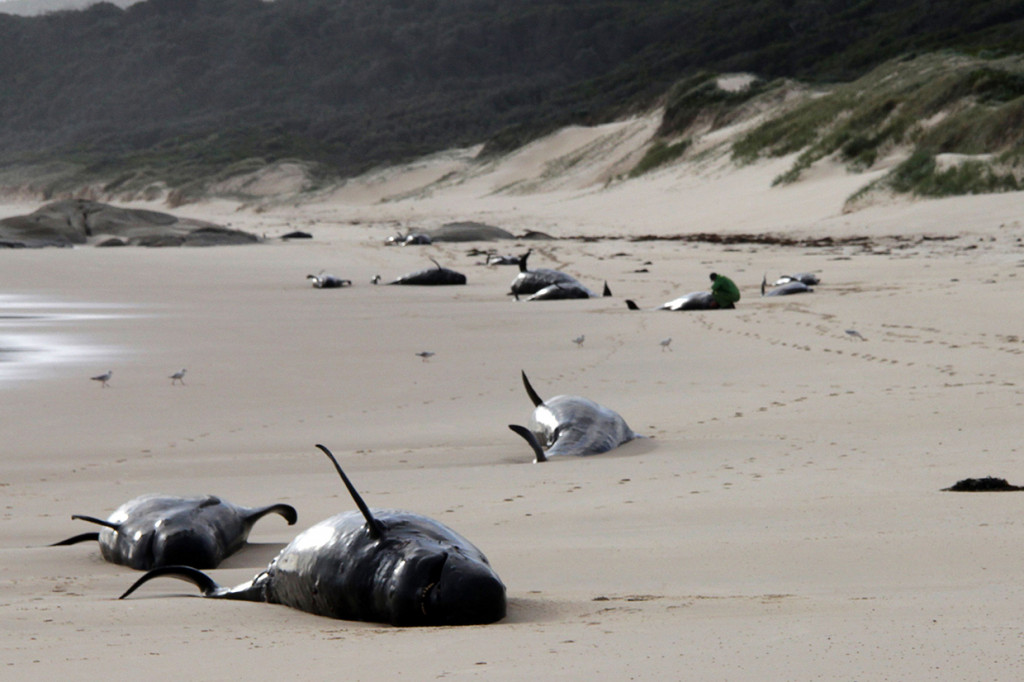 Puluhan Paus Terdampar di Pantai Australia