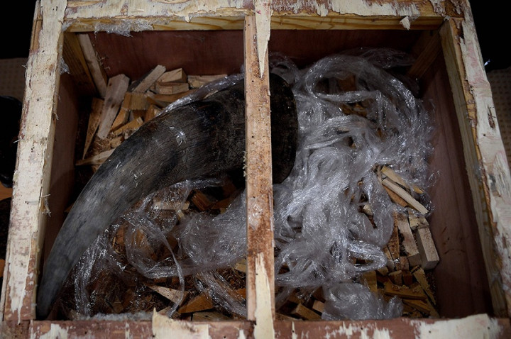 Penjual Cula Badak di Lampung Ditangkap