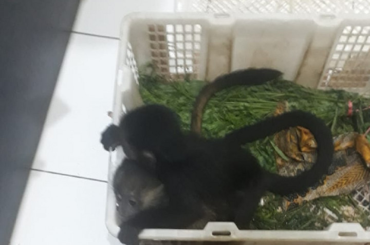 Jual Beli Lutung Digagalkan di Malang
