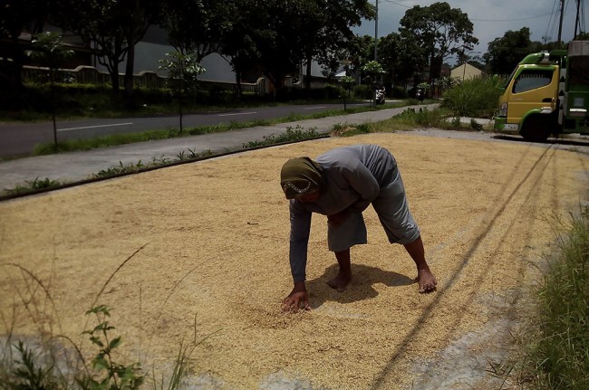 Harga Gabah Kering di Tingkat Petani Naik 3,64%