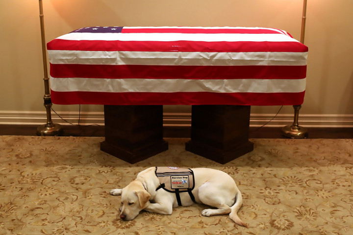 Sully, Anjing yang Temani Bush Hingga Akhir Hayatnya