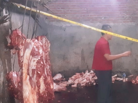 Praktik Gelonggongan Sapi di Sidoarjo Digerebek