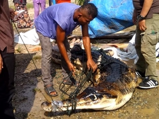 Buaya Bermunculan Lagi di Sungai Kalteng