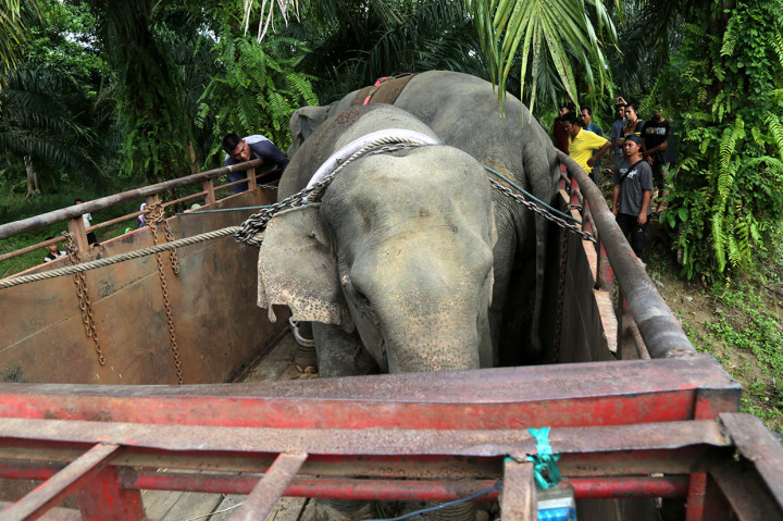 BKSDA Aceh Translokasi Gajah Liar