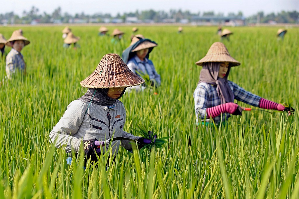 Petani wanita bekerja di wilayah persawahan di Naypyidaw, Myanmar, 1 Mei 2018. (Foto: AFP/THET AUNG)