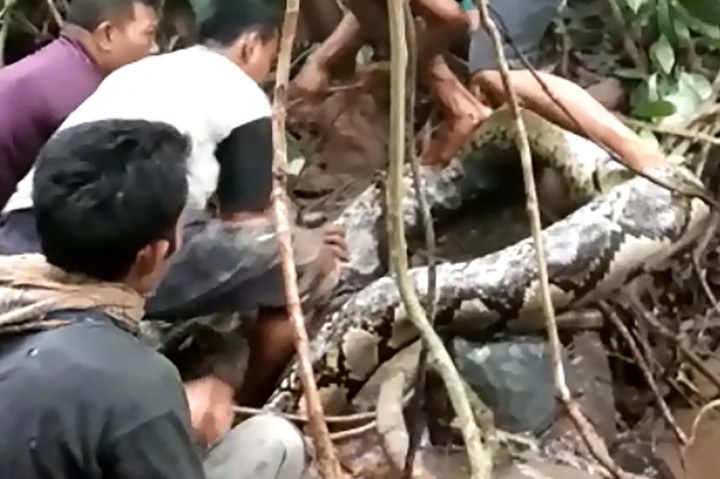 Piton Sepanjang 9 Meter Ditangkap Warga Padang Pariaman