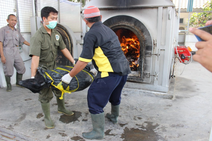 Petugas Musnahkan 196 Kilogram Umbi Asal Belanda