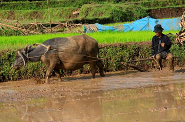 Pemerintah Diminta Reformasi Strategi Pembangunan Pertanian