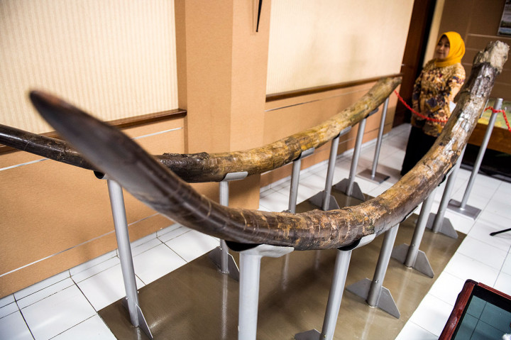 Gading Stegodon Berumur 1,5 Juta Tahun Ditemukan di Majalengka