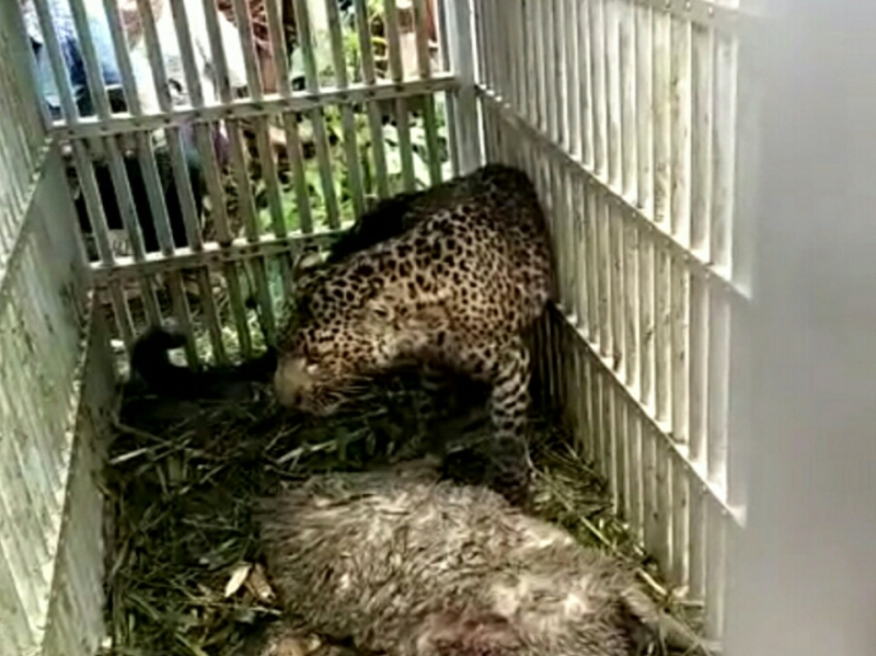 Macan tutul yang tertangkap