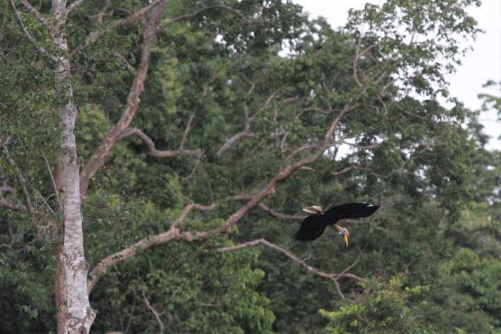 IPB Siapkan Perangkat Kehutanan Berbasis Teknologi 4.0