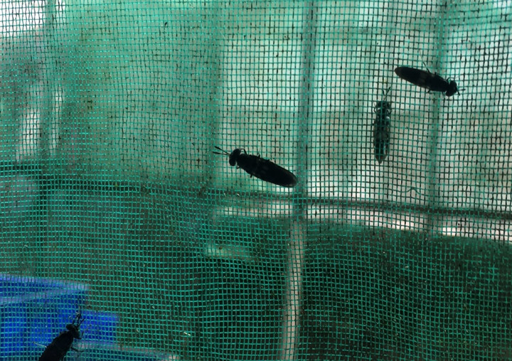 Lalat BSF, Bantu Atasi Permasalahan Sampah dan Bernilai Ekonomis