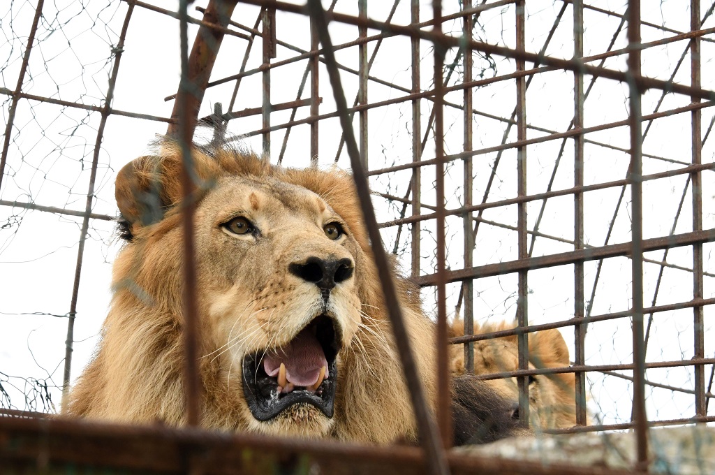 Seekor singa berada di sebuah kebun binatang di Albania. (Foto: AFP/GENT SHKULLAKU)