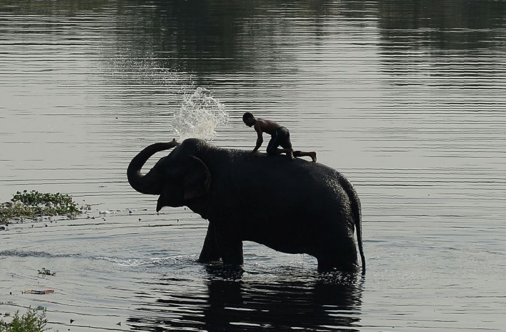 11 Ekor Gajah di Aceh Mati Selama 2018
