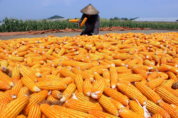 Pemerintah Tambah Impor Jagung 30 Ribu Ton