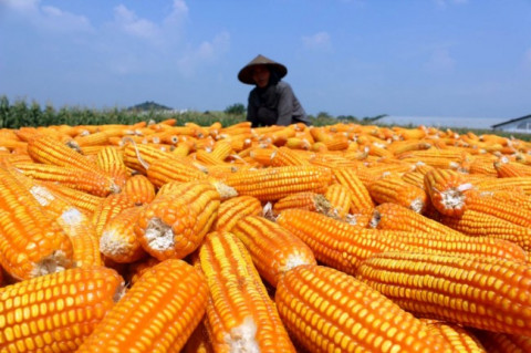 Penambahan Impor Jagung Tekan Harga di Tingkat Peternak
