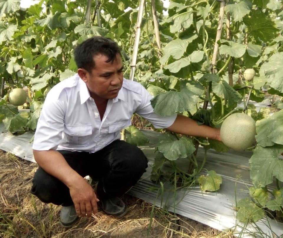 Dismo, petani bawang merah yang sukses kembangkan melon di Brebes, Jawa Tengah, Kamis, 10 Januari 2019. (Medcom.id/Kuntoro Tayubi).