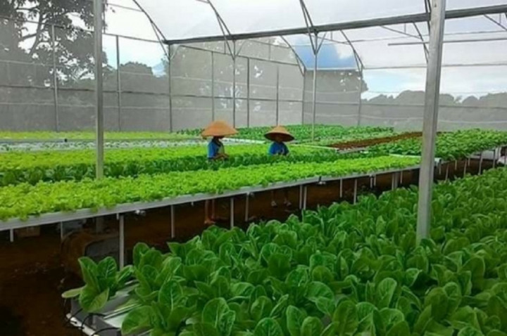 Petani Lulusan ITB Raup Rp500 Juta dengan Hidroponik