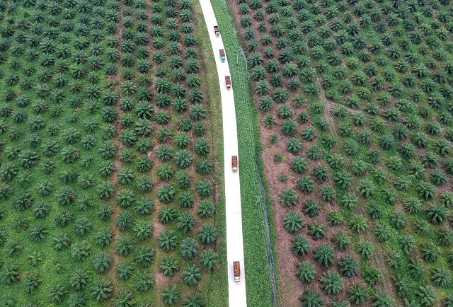 Pekerja mengangkut kelapa sawit yang dipanen dari kebun milik anggota Koperasi. (MI/Aries Munandar).