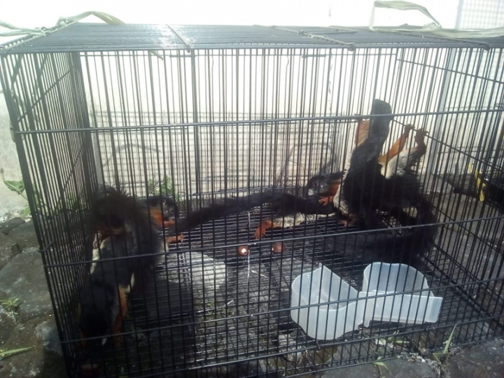 Warga Jepara Ditangkap Berjualan Cenderawasih