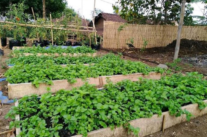 Kreasi Sarjana Sastra di Pertanian Organik